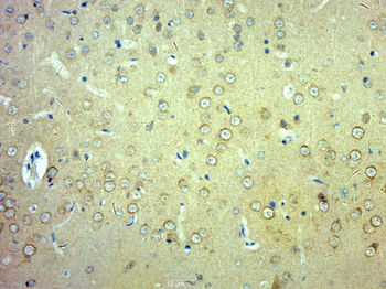 Phospho-c-Fos (Ser374) Rabbit Polyclonal Antibody