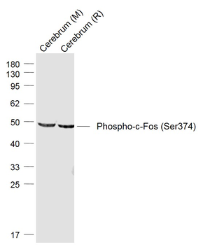 Phospho-c-Fos (Ser374) Rabbit Polyclonal Antibody