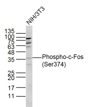 Phospho-c-Fos (Ser374) Rabbit Polyclonal Antibody