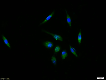 C-fos Rabbit Polyclonal Antibody