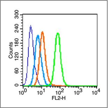 Phospho-c-Jun (Thr93) Rabbit Polyclonal Antibody