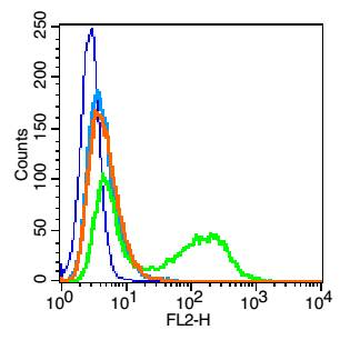 Connexin 43 Rabbit Polyclonal Antibody