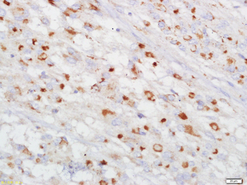 Connexin 43 Rabbit Polyclonal Antibody