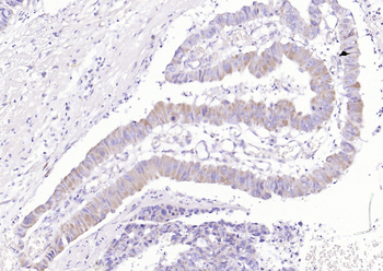 COX6c Rabbit Polyclonal Antibody
