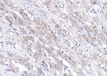 COX6c Rabbit Polyclonal Antibody