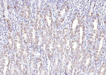 COX6c Rabbit Polyclonal Antibody