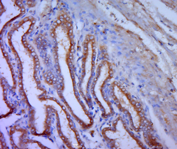 COX6c Rabbit Polyclonal Antibody