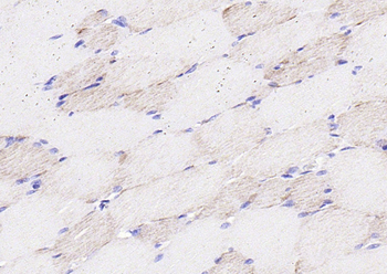 COX6c Rabbit Polyclonal Antibody