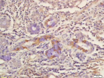 COX6c Rabbit Polyclonal Antibody