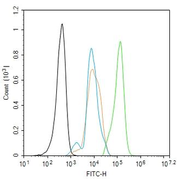 Phospho-C-REL (Ser503) Rabbit Polyclonal Antibody