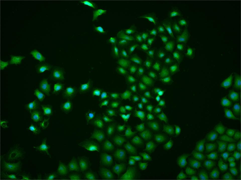 Phospho-C-REL (Ser503) Rabbit Polyclonal Antibody