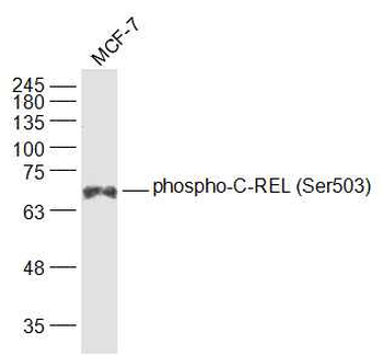 Phospho-C-REL (Ser503) Rabbit Polyclonal Antibody