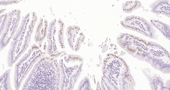 CRTR1 Rabbit Polyclonal Antibody
