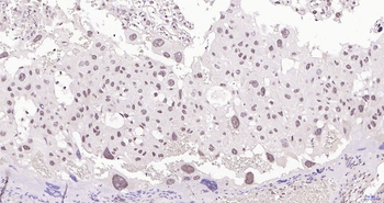 CRTR1 Rabbit Polyclonal Antibody