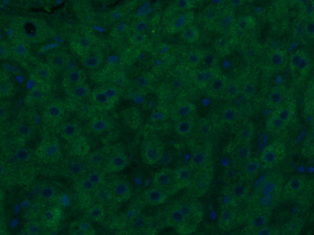 NALP3/CIAS1 Rabbit Polyclonal Antibody