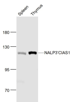 NALP3/CIAS1 Rabbit Polyclonal Antibody