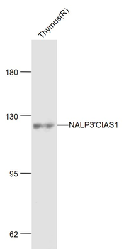NALP3/CIAS1 Rabbit Polyclonal Antibody