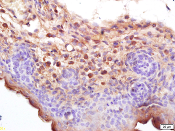 NALP3/CIAS1 Rabbit Polyclonal Antibody