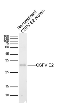 CSFV E2 Rabbit Polyclonal Antibody