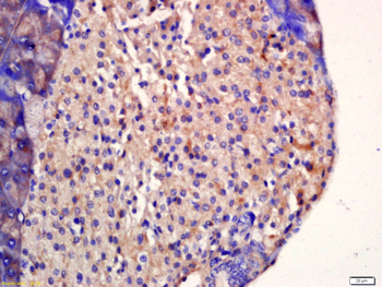 CSP Rabbit Polyclonal Antibody