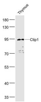 Ctip1 Rabbit Polyclonal Antibody