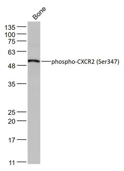 Phospho-CXCR2 (Ser347) Rabbit Polyclonal Antibody
