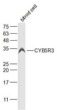 CYB5R3 Rabbit Polyclonal Antibody