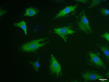 Phospho-Cyclin D3 (Thr283) Rabbit Polyclonal Antibody