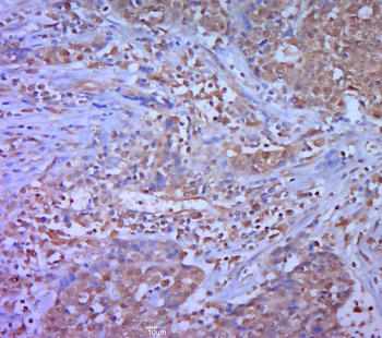 Phospho-DAXX (Ser668) Rabbit Polyclonal Antibody