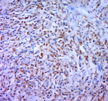 Phospho-DAXX (Ser668) Rabbit Polyclonal Antibody
