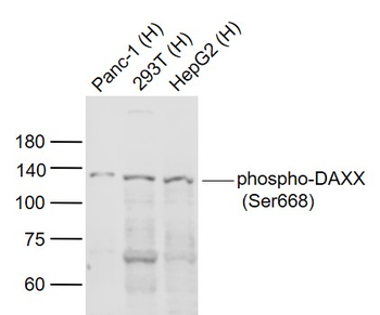 Phospho-DAXX (Ser668) Rabbit Polyclonal Antibody