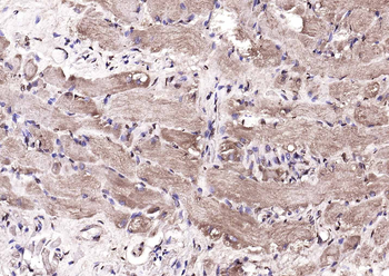 DBPA Rabbit Polyclonal Antibody
