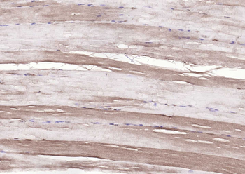 DBPA Rabbit Polyclonal Antibody