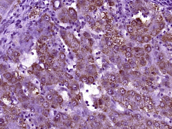 DERLIN-1 Rabbit Polyclonal Antibody