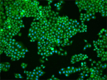 Phospho-Dishevelled 2 (Ser143) Rabbit Polyclonal Antibody