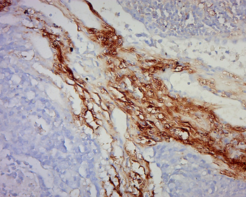 Phospho-Dishevelled 2 (Ser143) Rabbit Polyclonal Antibody