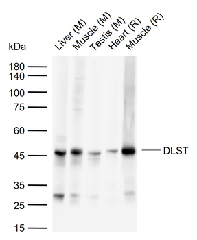 DLST Rabbit Polyclonal Antibody