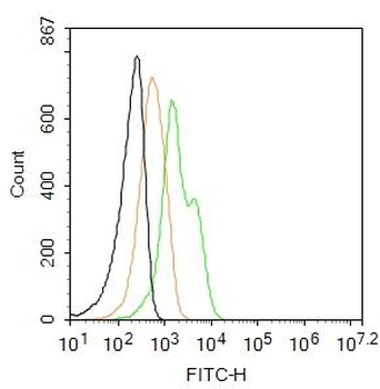 GFAP Rabbit Polyclonal Antibody (FITC)
