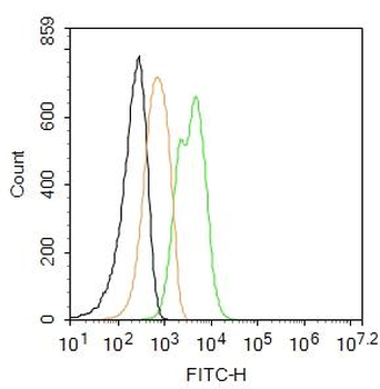 GFAP Rabbit Polyclonal Antibody (FITC)