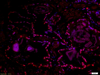 Dmrta1 Rabbit Polyclonal Antibody