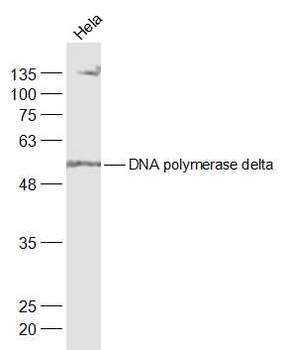 DNA polymerase delta Rabbit Polyclonal Antibody