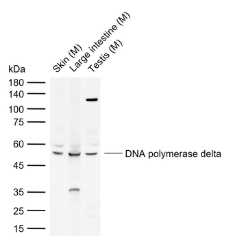 DNA polymerase delta Rabbit Polyclonal Antibody