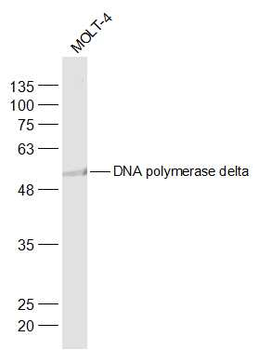 DNA polymerase delta Rabbit Polyclonal Antibody