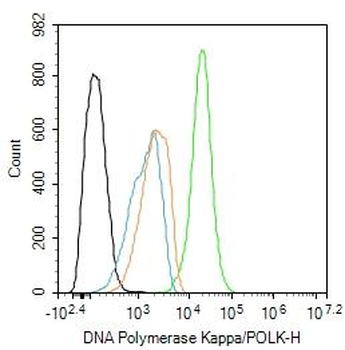 POLK Rabbit Polyclonal Antibody