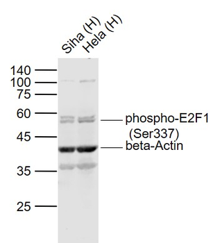 Phospho-E2F1 (Ser337) Rabbit Polyclonal Antibody