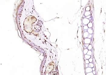 EBP1 Rabbit Polyclonal Antibody