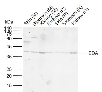 EDA Rabbit Polyclonal Antibody