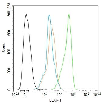 EEA1 Rabbit Polyclonal Antibody