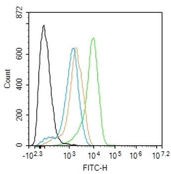 EGFR Rabbit Polyclonal Antibody