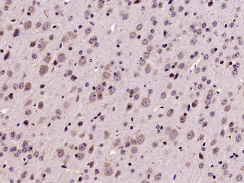 Phospho-EIF2S1 (Ser51) Rabbit Polyclonal Antibody